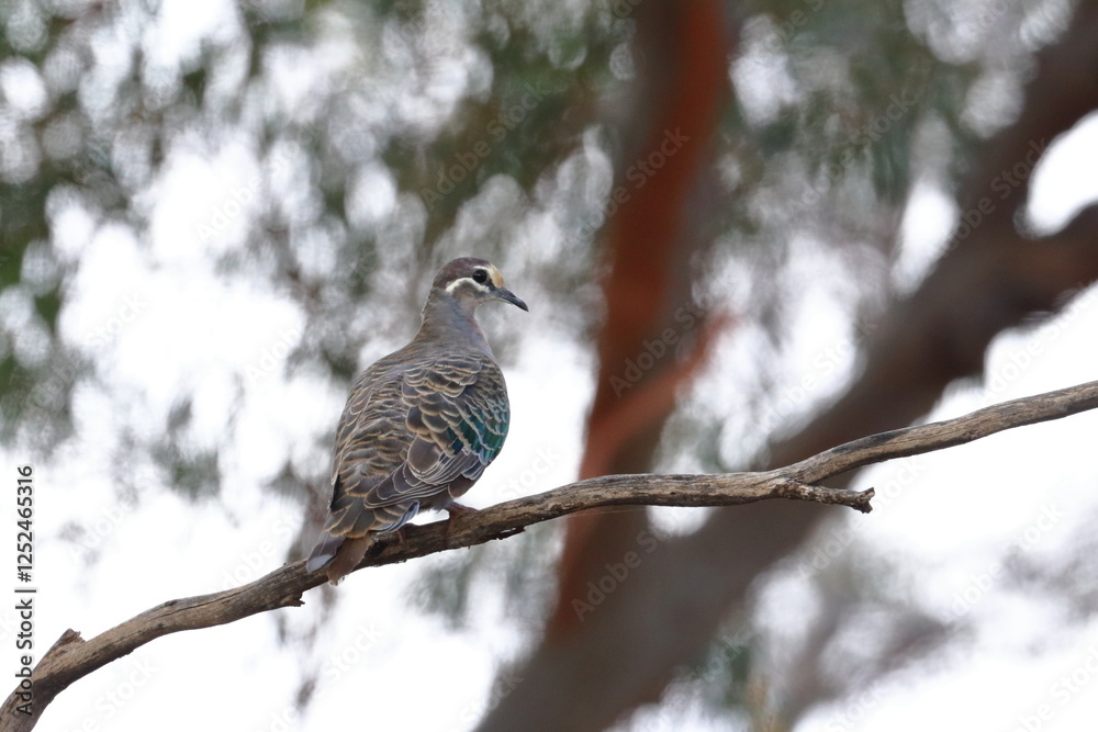 bronzewing bronzewing