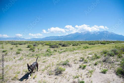 Pitbull wandering the sagebrush  Alamosa Colorado 
