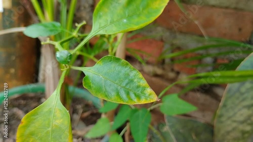 Wallpaper Mural chili leaf blight. This is because of the Phytophthora fungus. Phytophthora is a type of fungus that can cause disease and damage to chili plants Torontodigital.ca