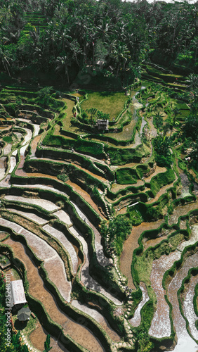 Vertical shot of Tegalalang rice field, Bali