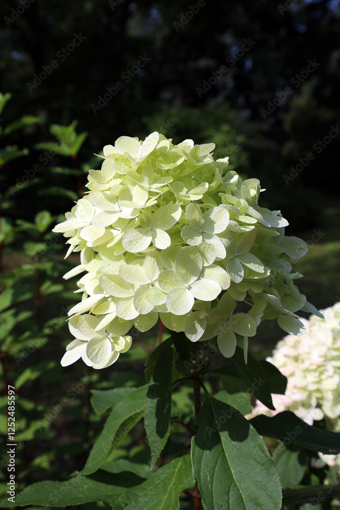 white hydrangea branch blooms in the garden white hydrangea branch blooms in the garden