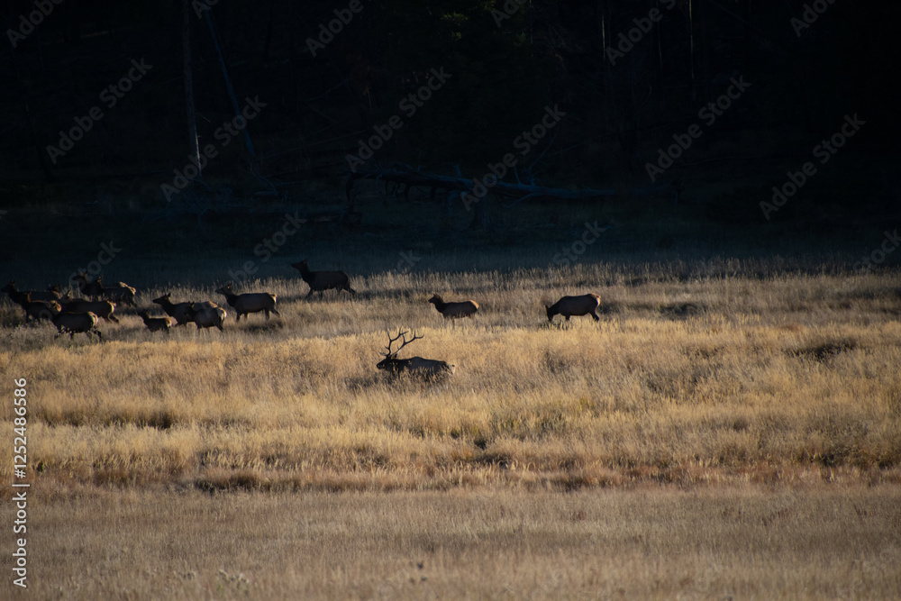 Elk in the Meadow Colorado Elk in the Meadow Colorado