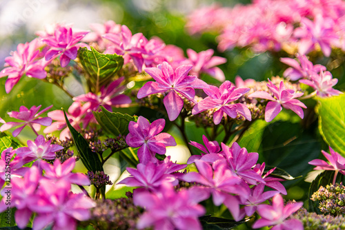 紫陽花