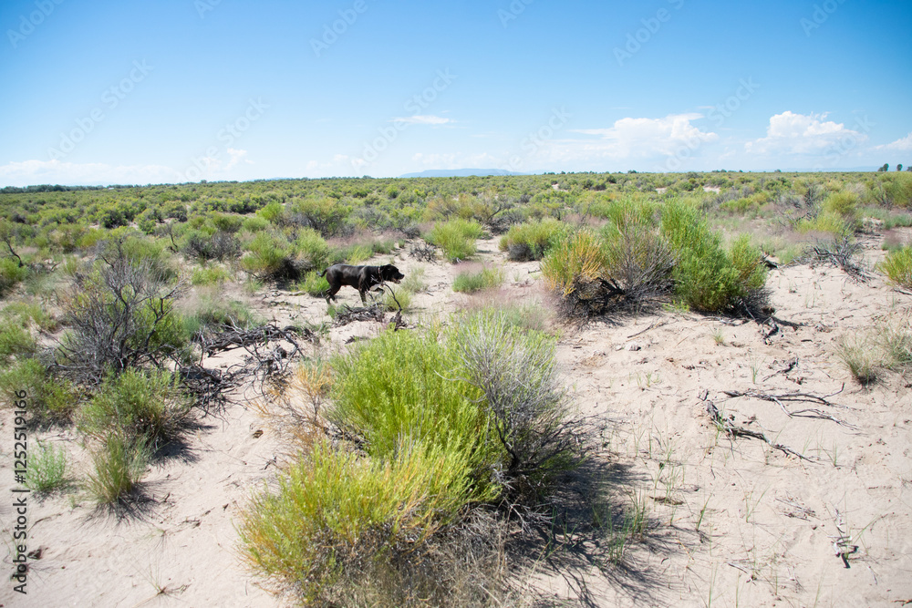 Pitbull wandering the sagebrush Alamosa Colorado Pitbull wandering the sagebrush Alamosa Colorado