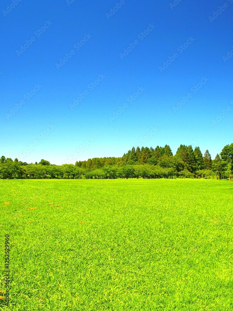 Valokuva 誰もいない夏の草原と林のあるみさと公園風景