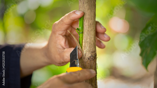 Grafting coffee shoots is a technique used to propagate coffee plants by joining a shoot from a desirable coffee variety onto a rootstock from another plant
