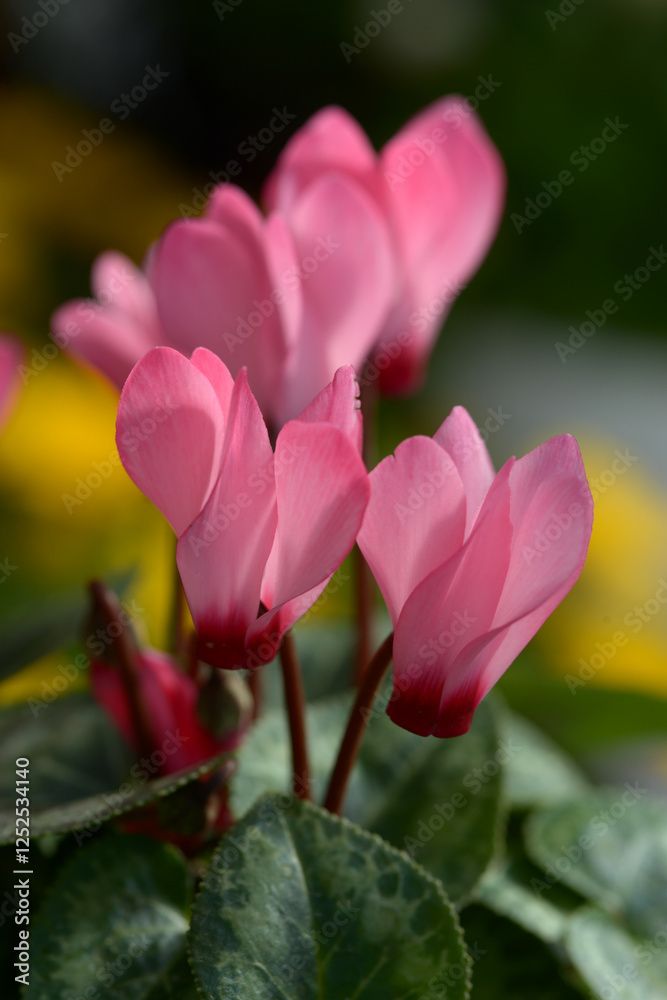 Fototapeta premium ピンクのシクラメン