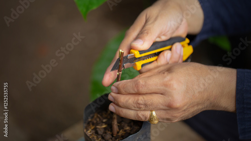 Grafting coffee shoots is a technique used to propagate coffee plants by joining a shoot from a desirable coffee variety onto a rootstock from another plant