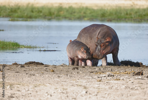 Mother hippopotamus and its baby cuddling each other at water hole at Amboseli National Park, Kenya photo