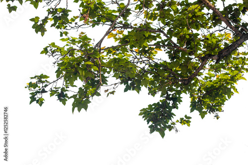 Tropical tree leaves and branch foreground