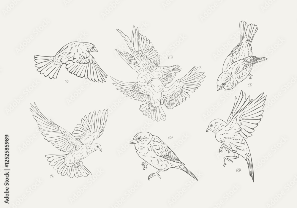 Fototapeta premium Hand Drawn Bird Collection Graceful White Dove and Playful Sparrow Illustrations