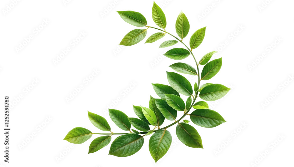 Obraz premium Fresh Green Leaves in a Circular Wreath on PNG Background. A close-up image of a branch with vibrant green leaves arranged in a semicircular wreath set against a clean white backdrop
