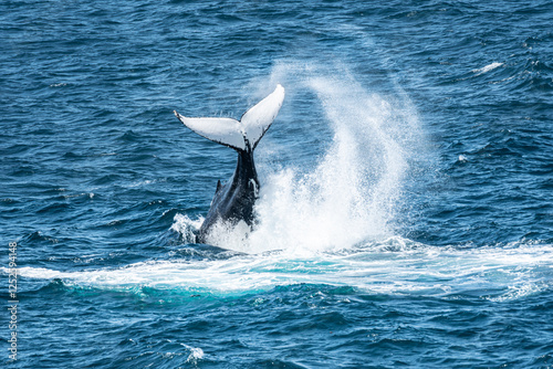 Photos Fluke of a humpback whale Megaptera novaeangliae in beautiful ice blue ocean sea