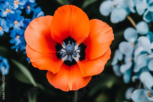 Close up of a vibrant orange poppy flower with a dark center, surrounded by soft blue forget me nots and other blurred flowers. Soft focus on the poppy, with a slightly darker background that
