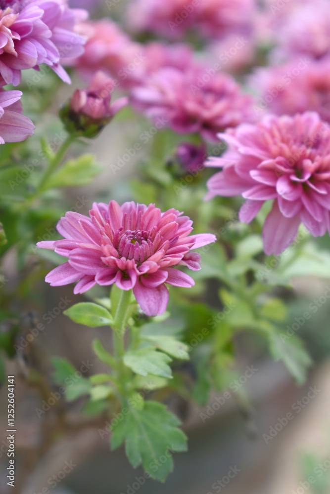 Obraz premium Beautiful Pink red chrysanthemum flowers closeup in the winter garden, Close-up of Chrysanthemum flower, Field of the Pink red Chrysanthemum, Beautiful Pink red flower blooming in nature.
