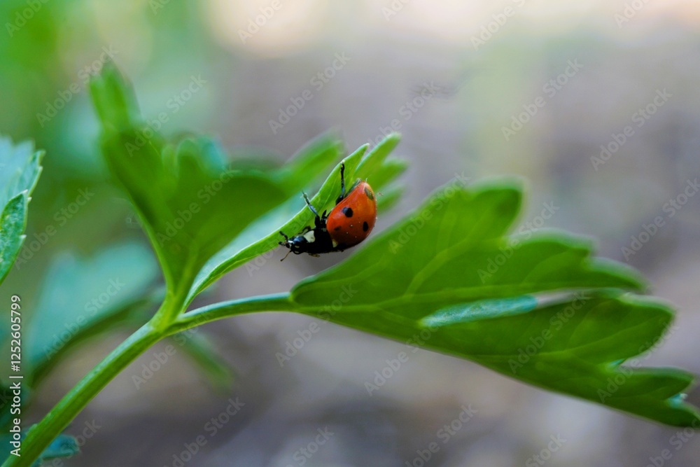 Fototapeta premium Ladybug crawling on green leaf in garden during sunny afternoon