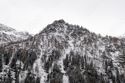 Montagna con neve e alberi secchi photo