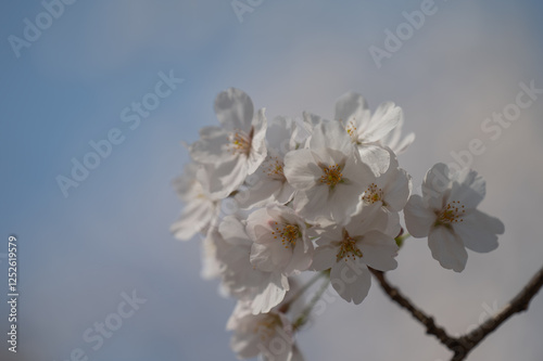 青空と桜