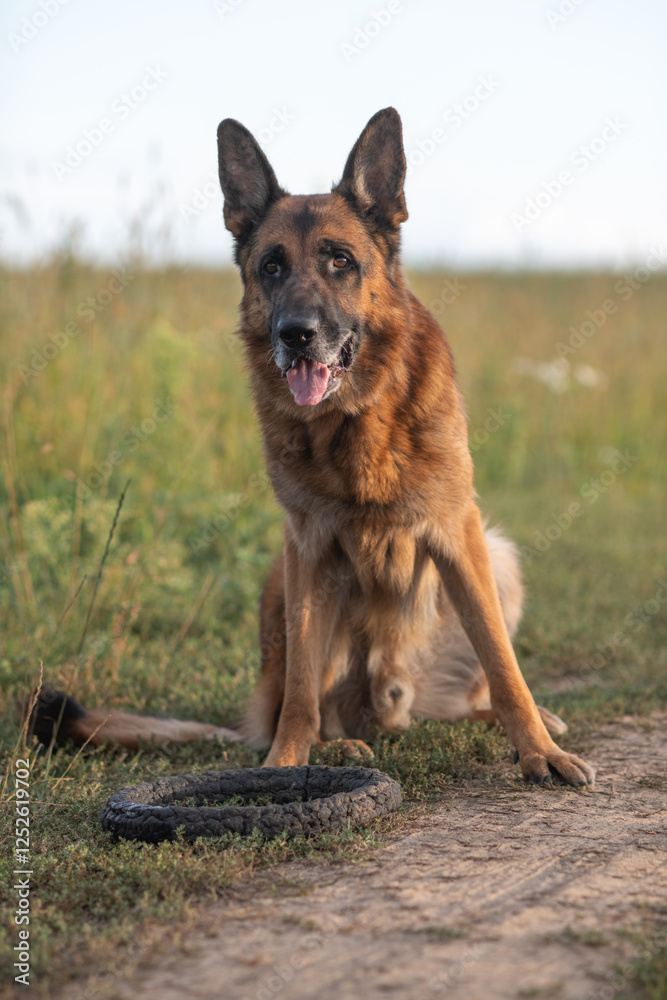 Portrait of a cute, beautiful, good-natured purebred dog. Portrait of a cute, beautiful, good-natured purebred dog.