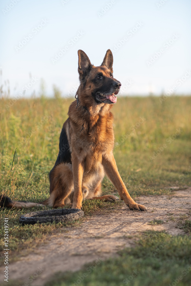 Portrait of a cute, beautiful, good-natured purebred dog. Portrait of a cute, beautiful, good-natured purebred dog.