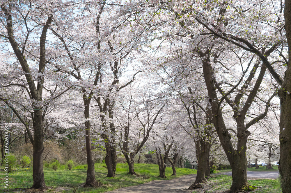 青空と桜並木 青空と桜並木