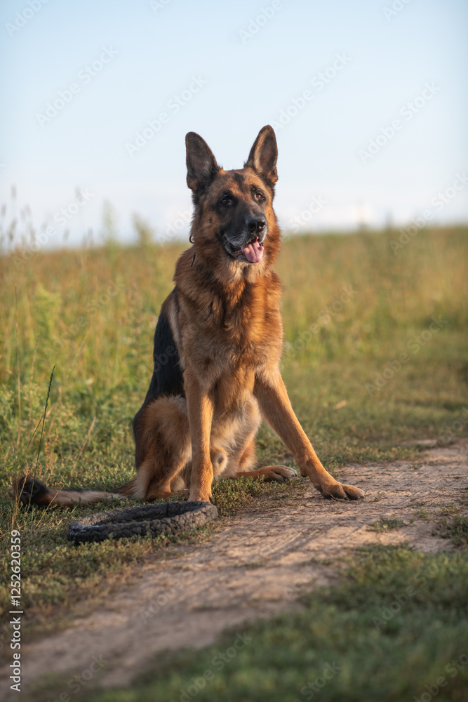 Portrait of a cute, beautiful, good-natured purebred dog. Portrait of a cute, beautiful, good-natured purebred dog.