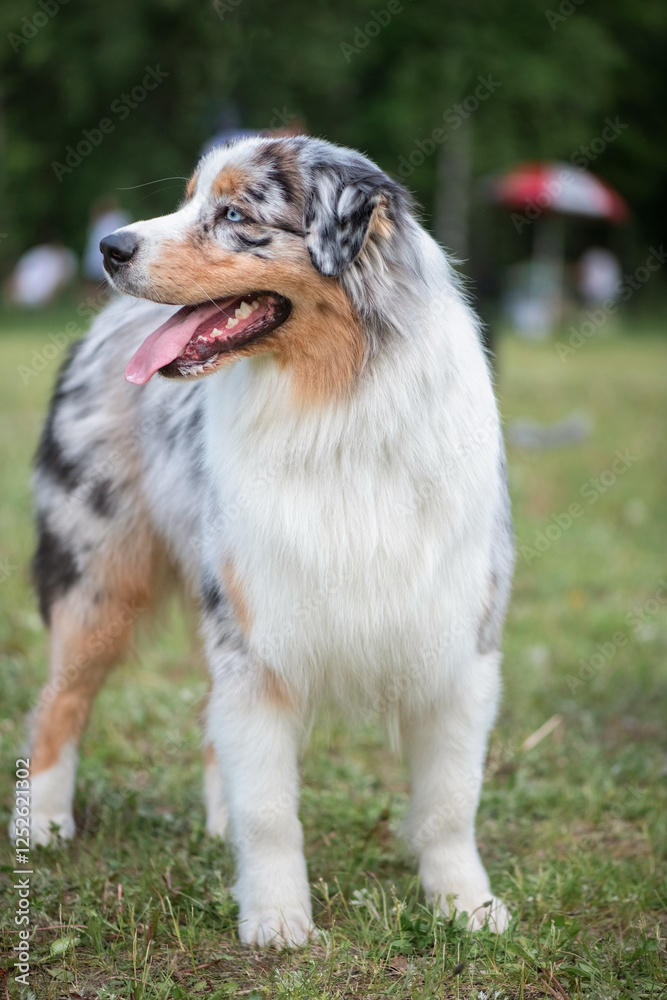 Portrait of a cute, beautiful, good-natured purebred dog.