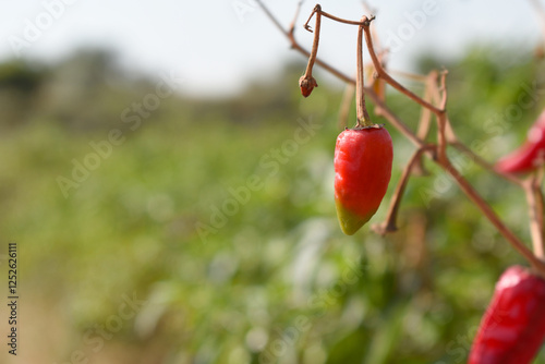 dried red chili vegetable on plant closeup, chili plants in organic farming, Chilies closeup in field, red chili plant in a farmer's field, dried red chili on a plant in Chakwal, Punjab, Pakistan photo