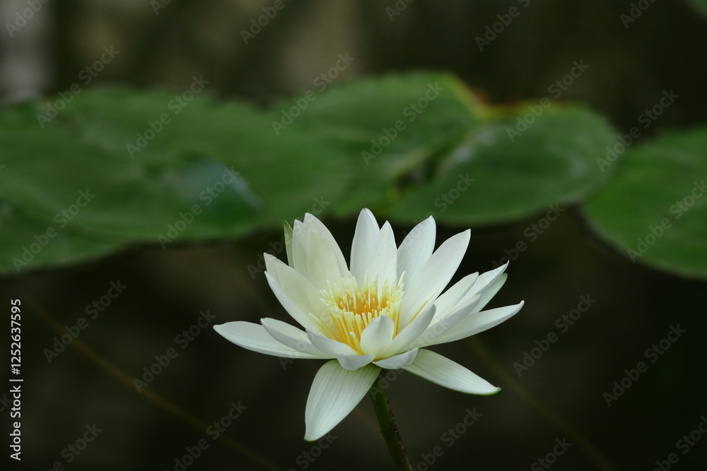 水面に優雅に浮かぶ