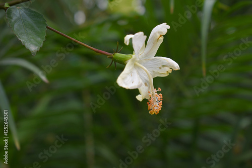 Beautiful flower of Shoeblack on plant, flower, white Shoeblackplant flower, shoe black plant flowers bloom among its dense leaves, Beautiful big white flower closeup, Chakwal, Punjab, Pakistan photo