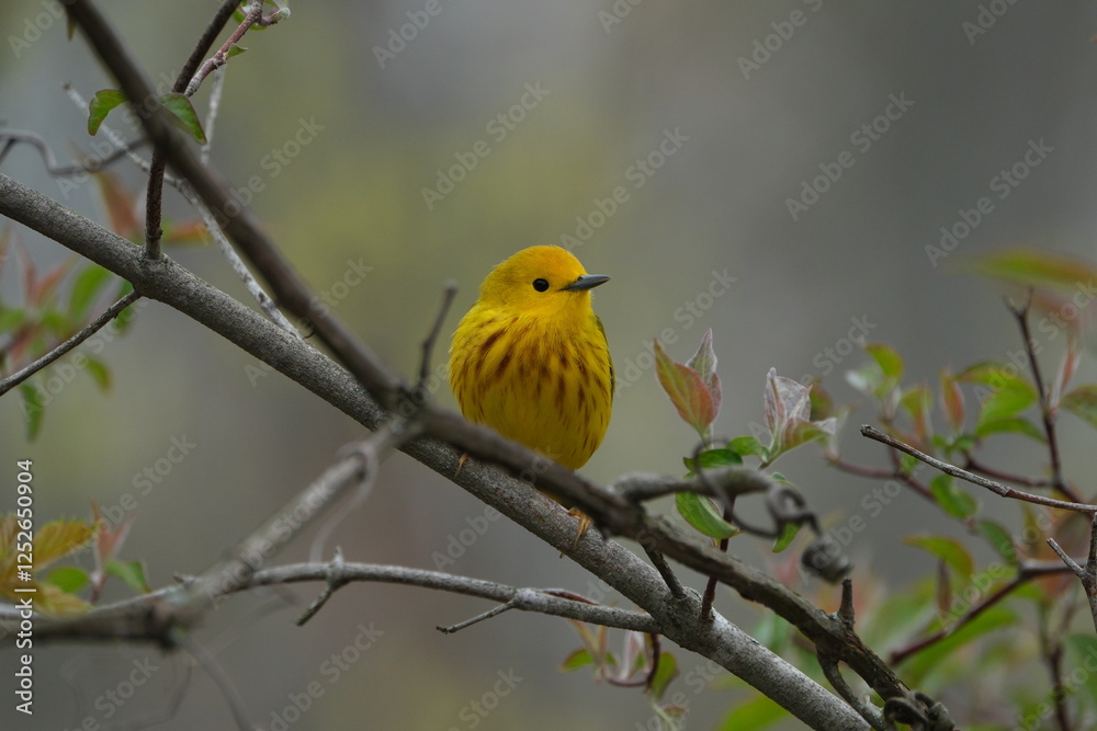 Obraz premium Yellow Warbler at Maumee Bay State Park