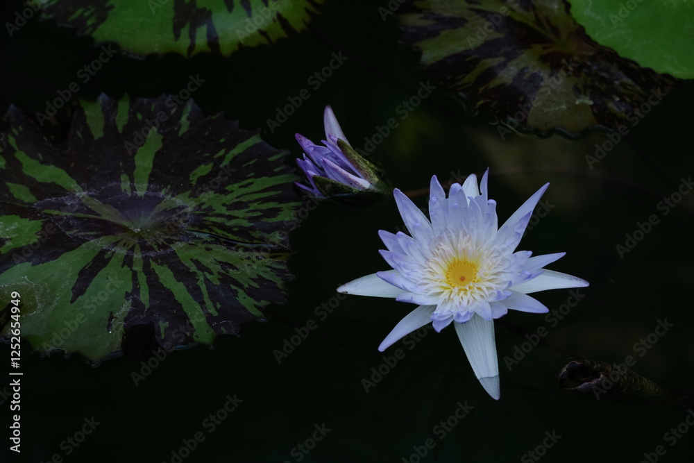 水面に優雅に浮かぶ
