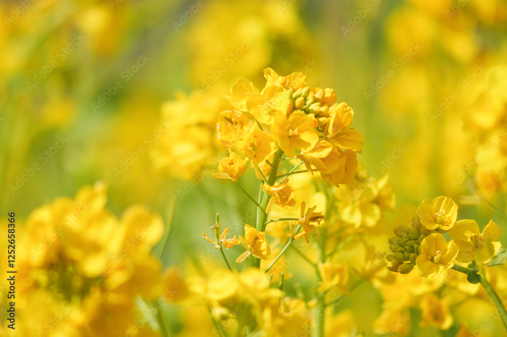 A field with yellow rapeseed flowers. Production of rapeseed oil. Farmland. A field with yellow rapeseed flowers. Production of rapeseed oil. Farmland.