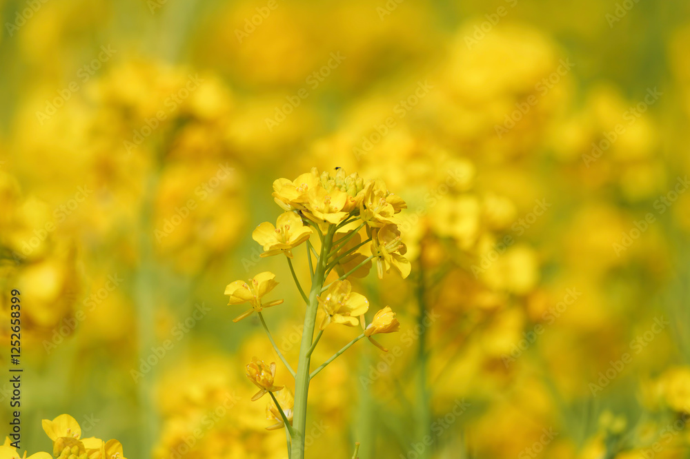 A field with yellow rapeseed flowers. Production of rapeseed oil. Farmland. A field with yellow rapeseed flowers. Production of rapeseed oil. Farmland.