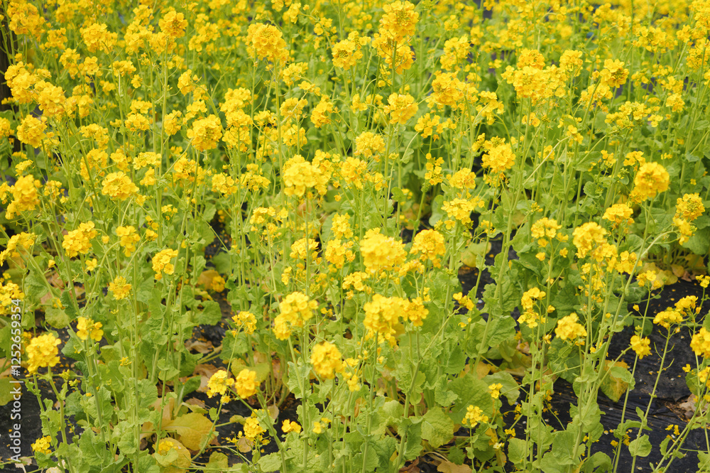 Obraz premium A field with yellow rapeseed flowers. Production of rapeseed oil. Farmland.