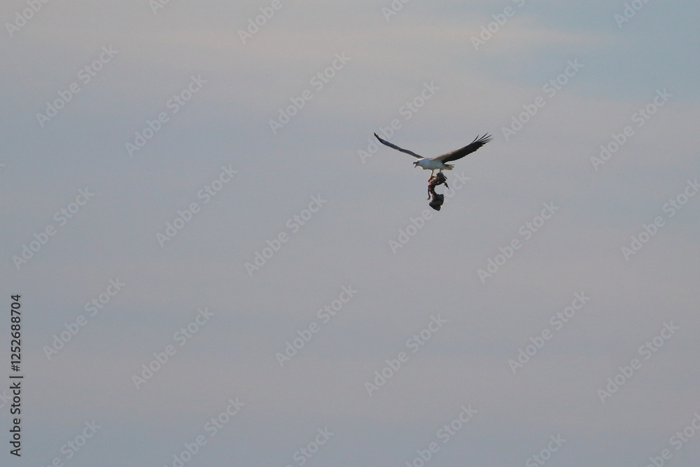 Obraz premium shy albatross
