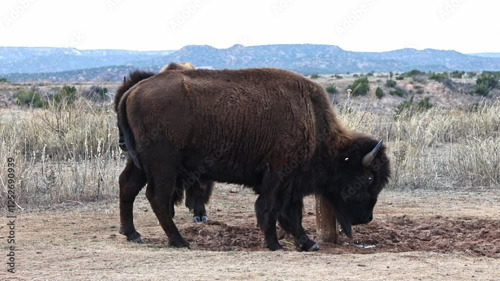Bison bulls, cows and calves can be found grazing all along the roads of the Caprock Canyons State Park, in Quitaque, Texas. Bison bulls, cows and calves can be found grazing all along the roads of the Caprock Canyons State Park, in Quitaque, Texas.