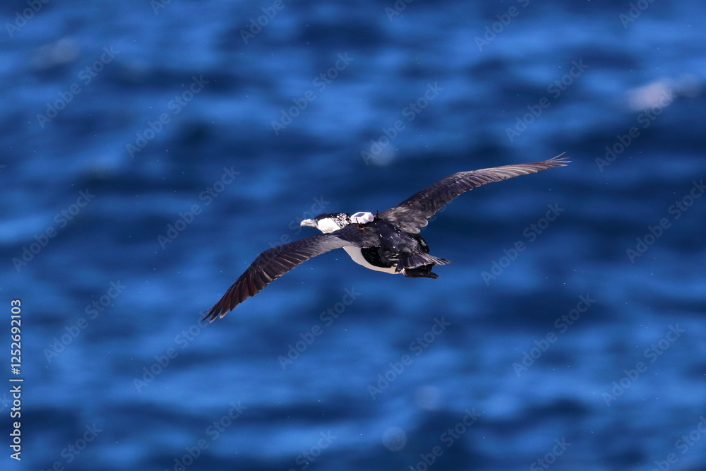 Fototapeta premium black-faced cormorant
