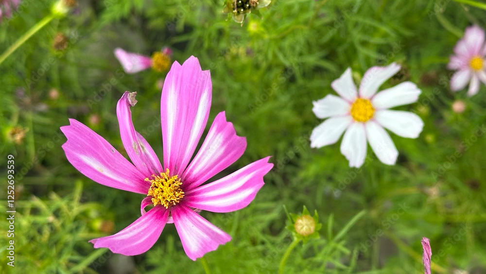 White pink color flower, sulfur Cosmos, Mexican Aster flowers are blooming beautifully springtime in the garden, blurred of nature background