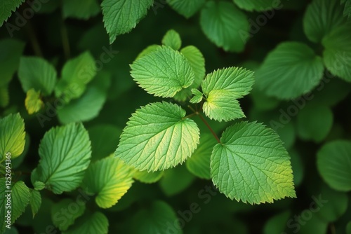 Green leaves of various shades cover the ground in a lush, tranquil environment