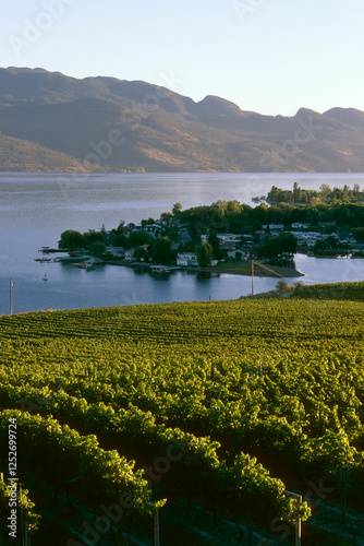 winery vineyard kelowna agriculture