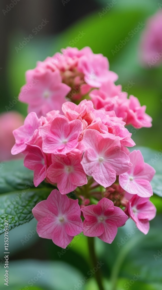 Pink flowers blooming in a garden during late spring season with vibrant green leaves Pink flowers blooming in a garden during late spring season with vibrant green leaves