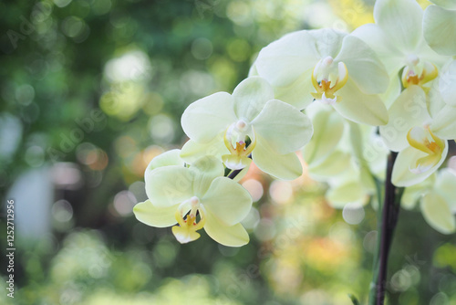 美しく咲く白い花　胡蝶蘭