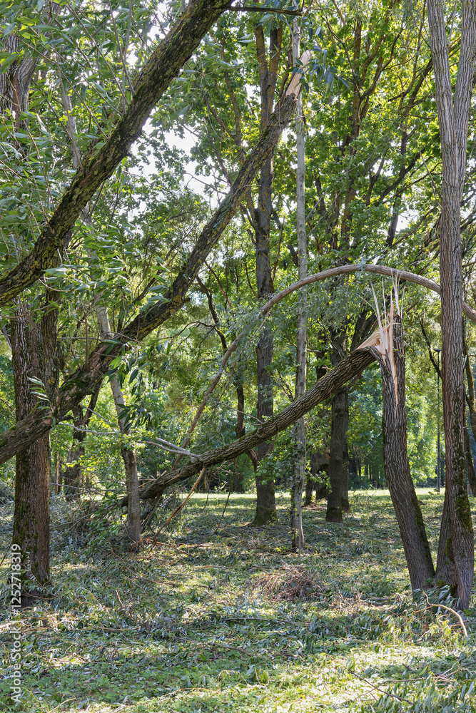Trees broken after a storm with their branches bent, covered with fallen leaves and twigs on a sunny day Trees broken after a storm with their branches bent, covered with fallen leaves and twigs on a sunny day