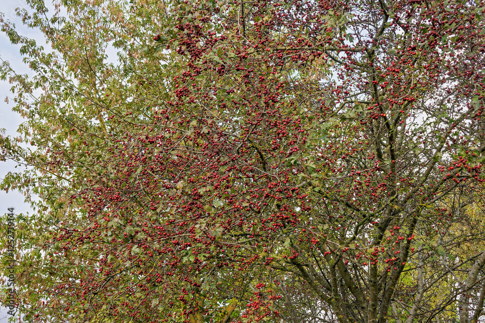 Naklejka premium Hawthorn fruits hanging on a tree in autumn, showing off their red berries