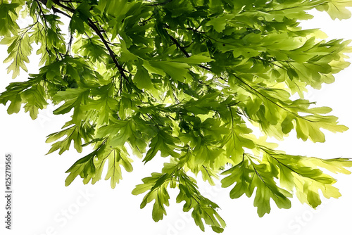 Vibrant Green Oak Leaves Il...
