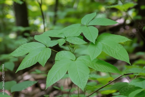 Green leaves of various shades cover the ground in a lush, tranquil environment