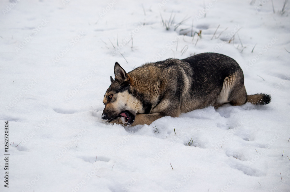 A dog is laying in the snow, chewing on something A dog is laying in the snow, chewing on something