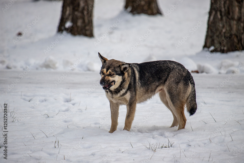 A dog is standing in the snow with its mouth open, looking at the camera A dog is standing in the snow with its mouth open, looking at the camera