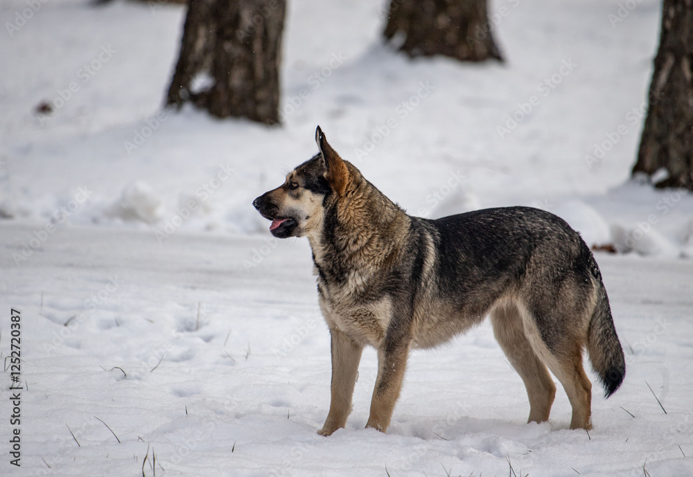A large dog is standing in the snow, looking at the camera A large dog is standing in the snow, looking at the camera